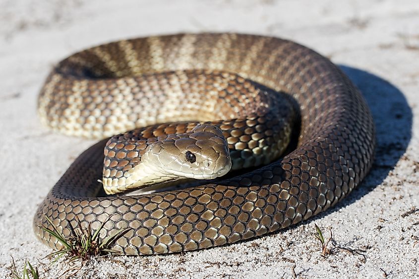 Tiger snake.