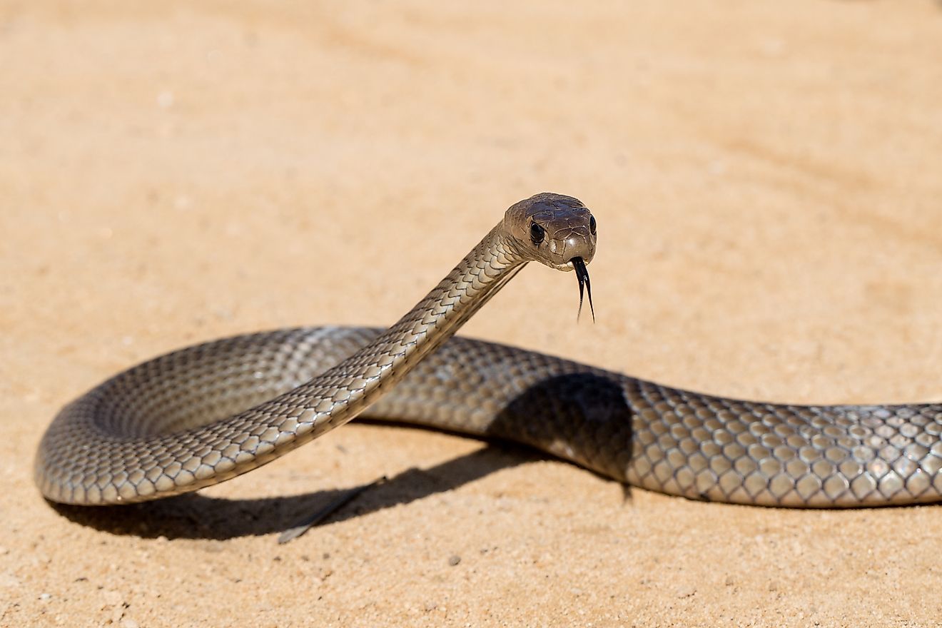 5 Snake-Filled Waters In Victoria