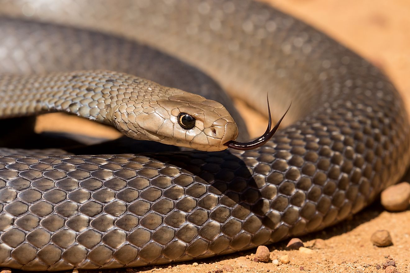 5 Snake-Filled Waters In Australia
