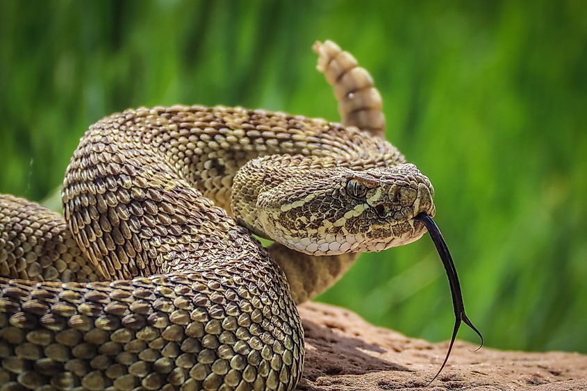 A prairie rattlesnake.
