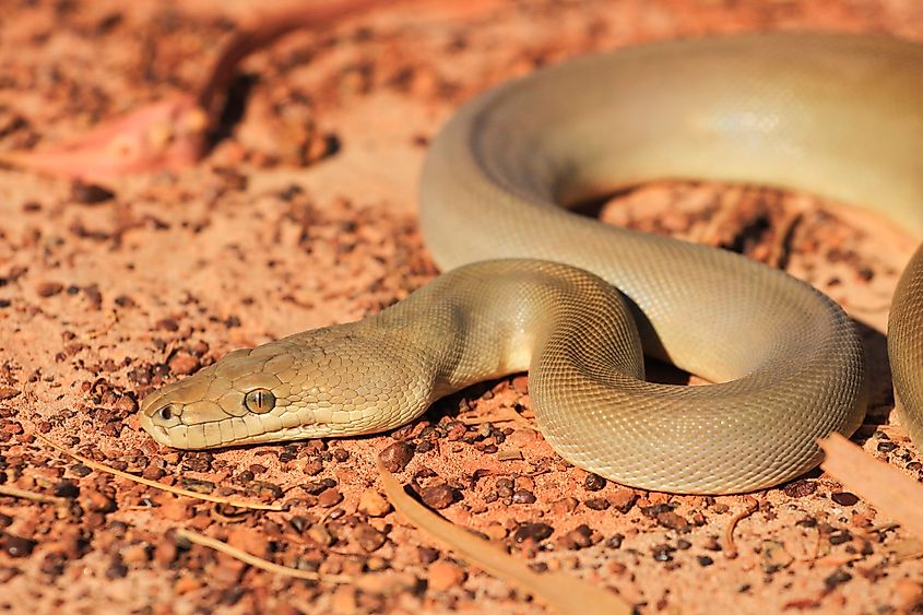An olive python.