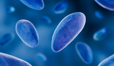 Toxoplasma cell cycle mapped for next-generation therapies