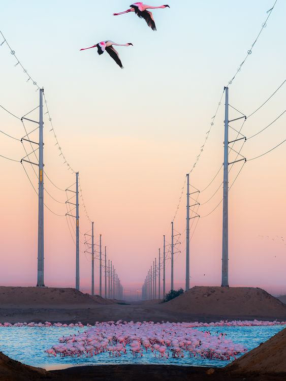 Beauty Against the Beast by Alexandre Brisson, from Switzerland. Pic: National History Museum