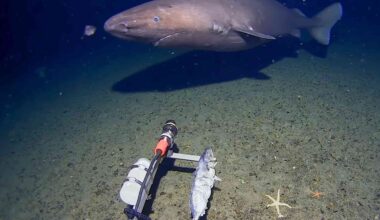 Deep-sea camera captures first shark ever seen in Antarctica