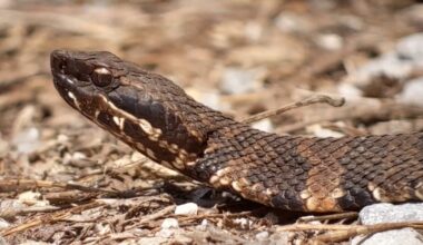 Snakes starting to come out in North Texas and what to do – NBC 5 Dallas-Fort Worth