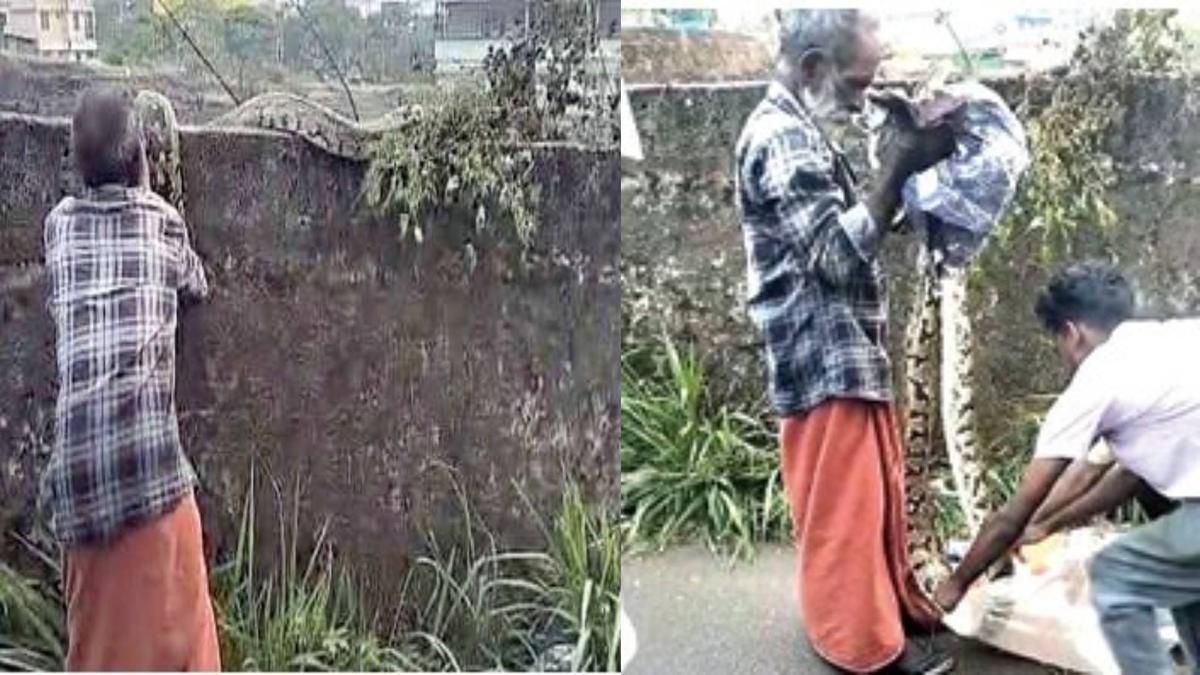 Panic on Kakkanad road as giant 10-foot Python appears; Elderly man grabs tail, sacks it | WATCH
