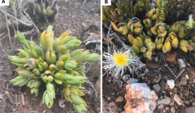 South African kanna plant alters signals in multiple brain regions