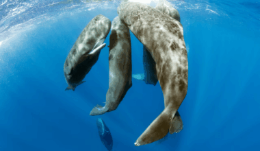 Sperm Whale Birth Filmed For The First Time Reveals Astonishing Group Behavior