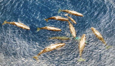 Sperm whale birth, seen for the first time, shows it's a group effort