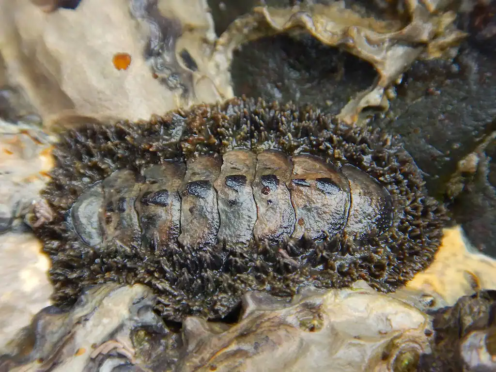 Close-up of a marine chiton on a rocky surface.
