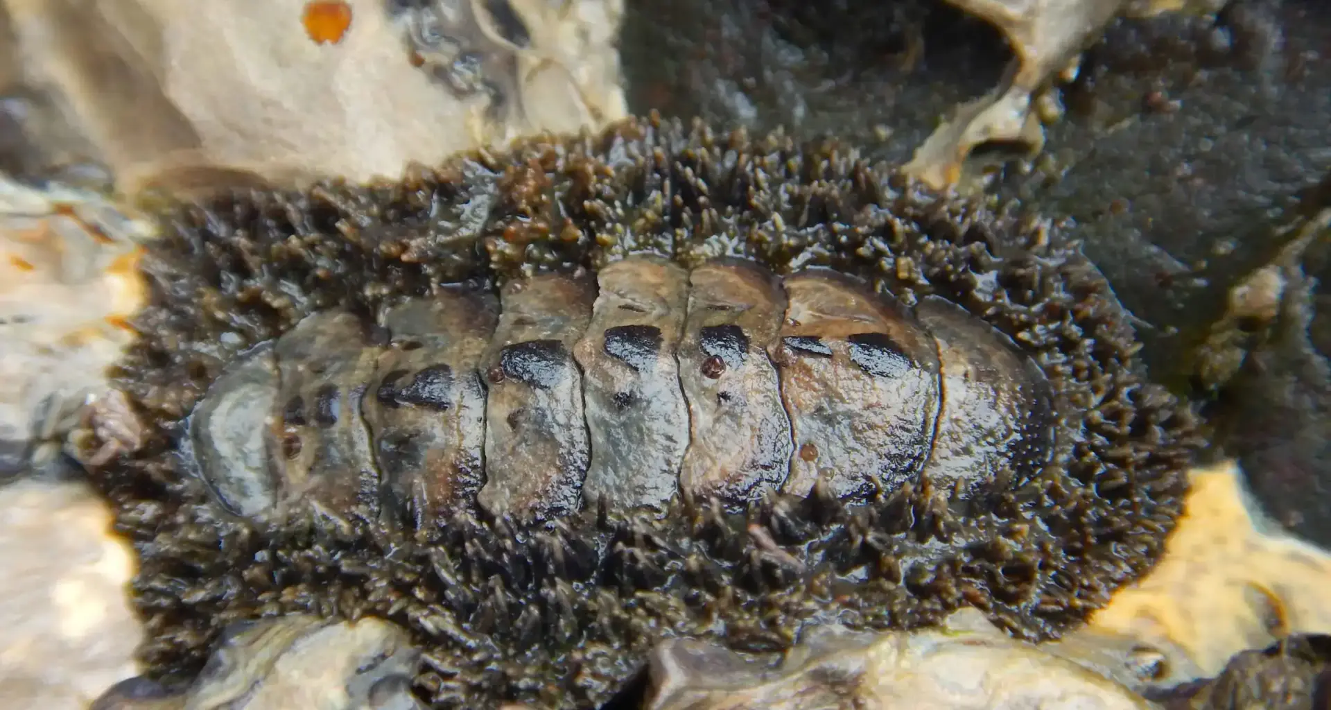 New Living Fossil of Armored Sea Creature That Changed Very Little in 300 Million Years Found in South Korea