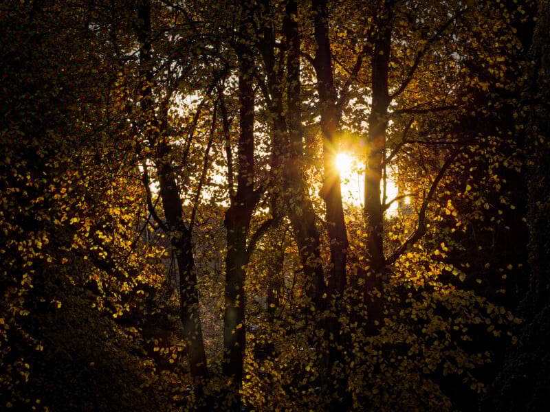 Sunlight shines through tall trees with golden leaves, creating a warm, glowing effect in a dense forest during autumn. The sun is partially visible, casting rays and illuminating the foliage.