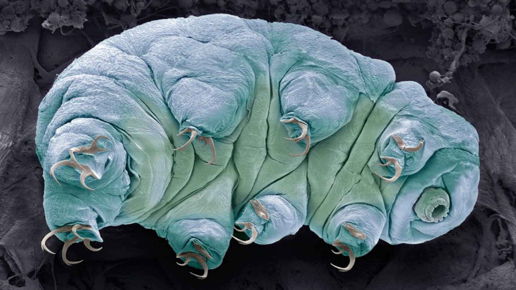 Colorized microscope image of a tardigrade, the tiny animal whose Dsup protein may protect DNA but also harm cells.