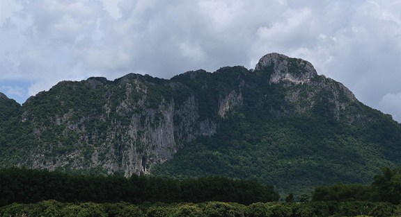 Rare New Species Found During Night Surveys in Thailand