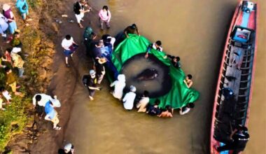 The Largest Freshwater Fish Ever Documented Was Hiding In Plain Sight