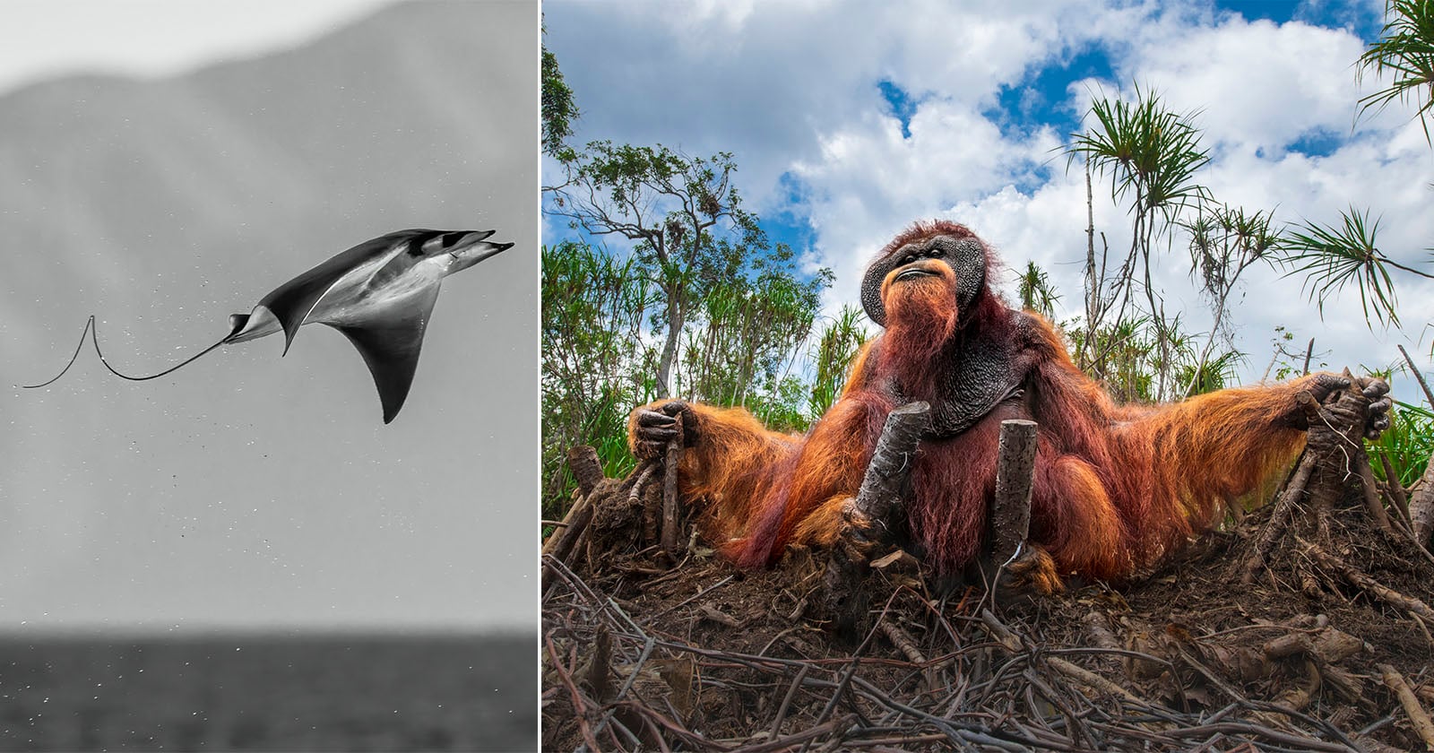 On the left, a black-and-white photo of a ray leaping above the ocean. On the right, a colorful image of an orangutan sitting on tree roots in a lush, green forest, looking up at the sky.