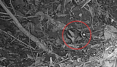 They Placed Cameras In A Remote Mountain And Uncovered One Of The World's Rarest Species