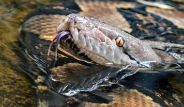 This General Example Of A Reticulated Python Shows How They Are Naturally At Home In Semi Aquatic Habitats (1)