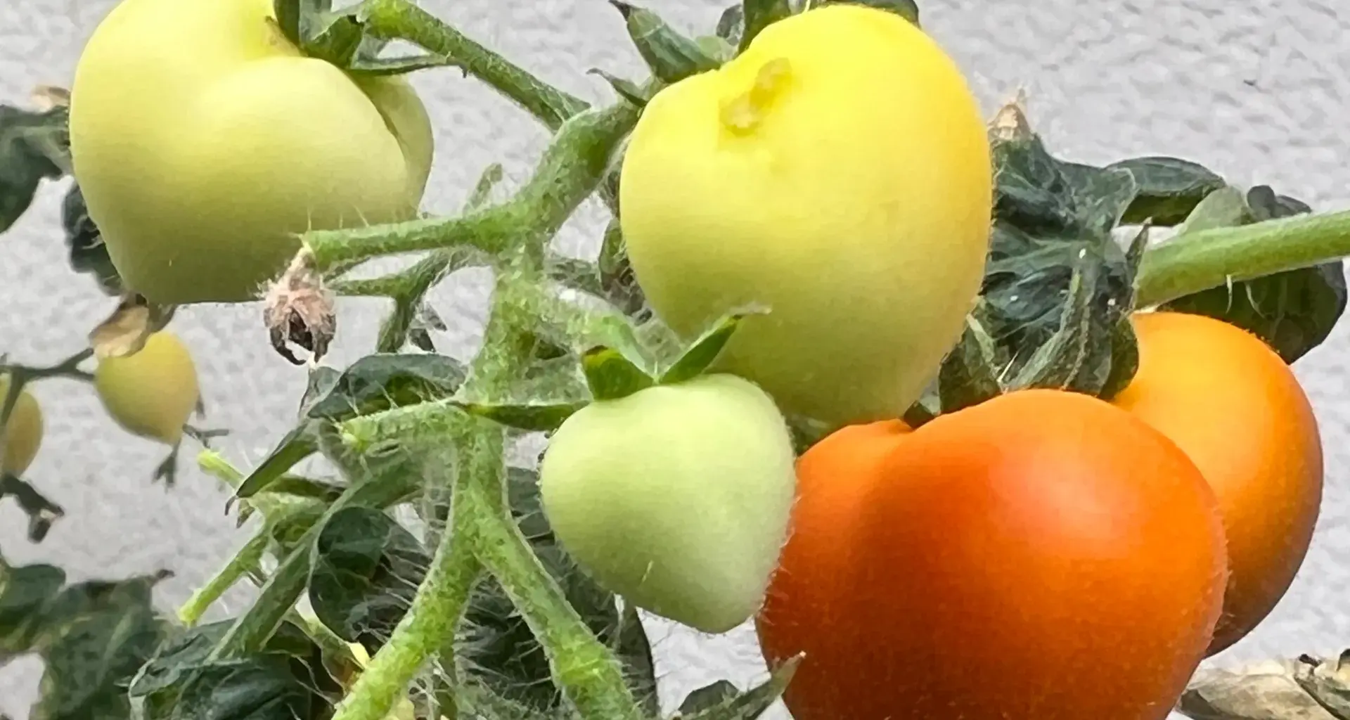 Crops irrigated with wastewater store drugs in their leaves