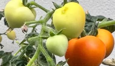 Crops irrigated with wastewater store drugs in their leaves