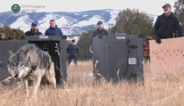 Female wolf in King Mountain Park dies in northwest Colorado