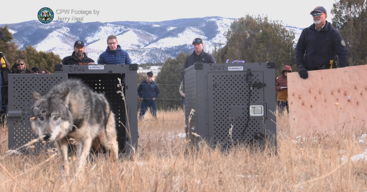 Female wolf in King Mountain Park dies in northwest Colorado