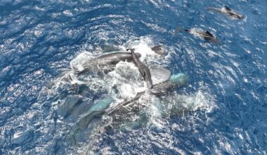 Witnessing a sperm whale birth, scientists find a remarkable amount of teamwork : NPR