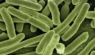 E Coli in green by Gerd Altmann via Pixabay