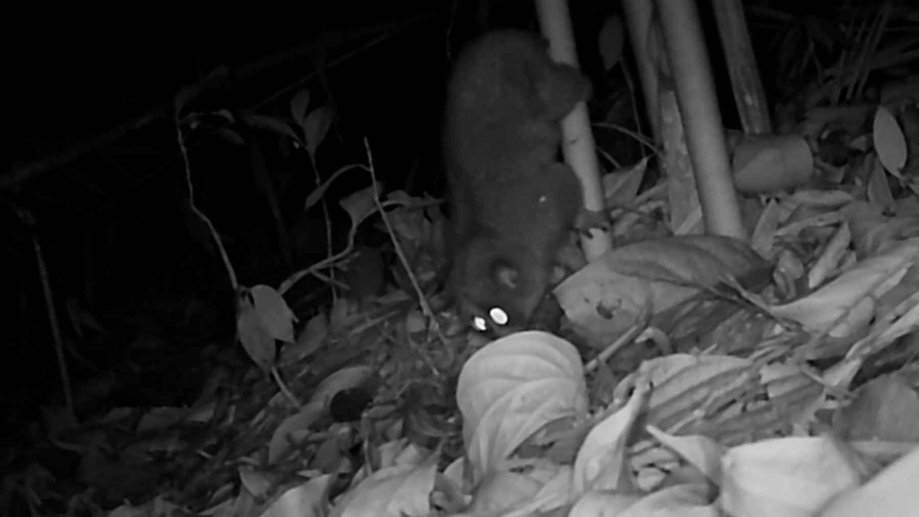 Night camera trap image of a binturong (bearcat) foraging on the forest floor in Virachey National Park, Cambodia.
