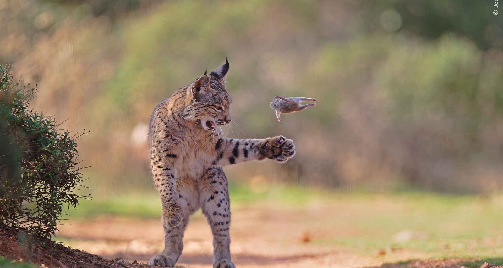 An Iberian lynx throws a dead rodent up into the air as it plays with its catch before eating it.