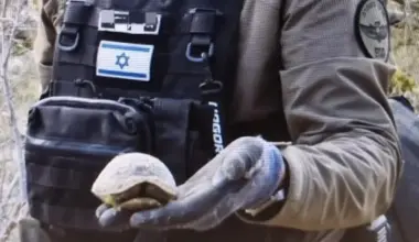Shell-shocked but Safe: Jerusalem Police Rescue Turtle From Missile Debris - Haaretz