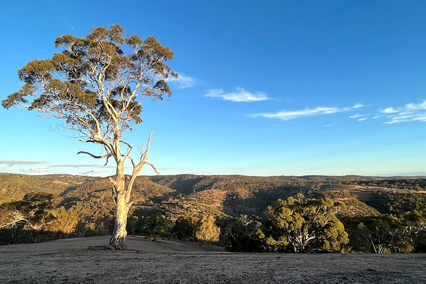 View of tree-covered hills with a bald paddock and tree in foreground