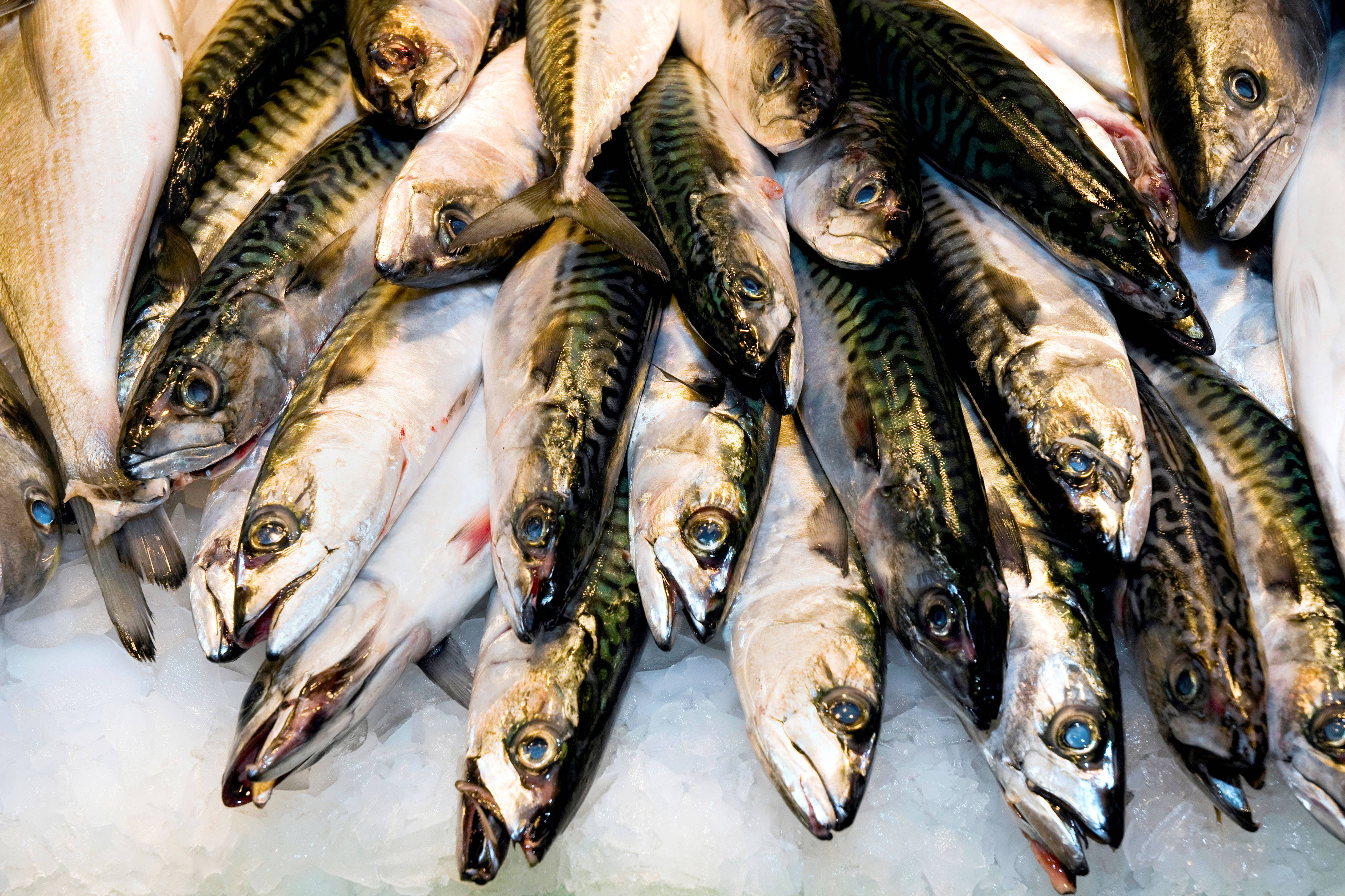 Mackerel’s sustainability rating has worsened in the face of overfishing (Alamy/PA)