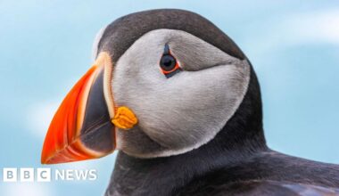 Record Skomer Island puffin count for second year running - BBC