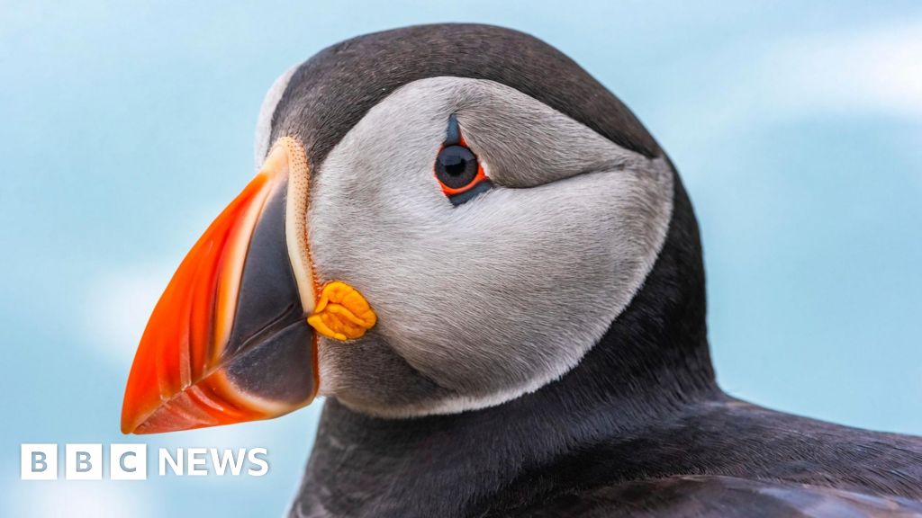 Record Skomer Island puffin count for second year running - BBC