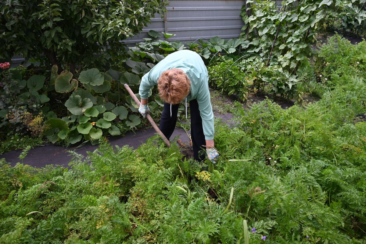 Gardening enthusiast tending to vegetables in a lush home garden during a sunny day