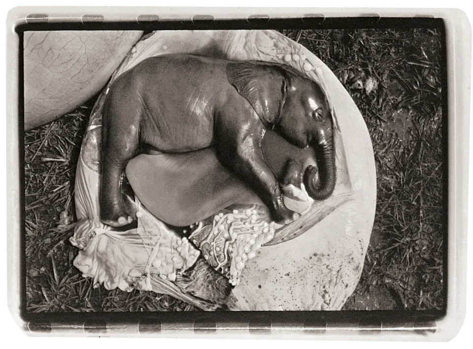A black-and-white photograph of a fetal elephant curled in a resting position within an exposed gestational sac.