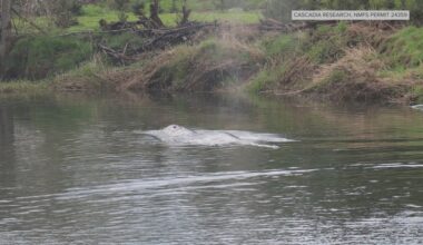 Juvenile gray whale found in Willapa River dies, researchers say