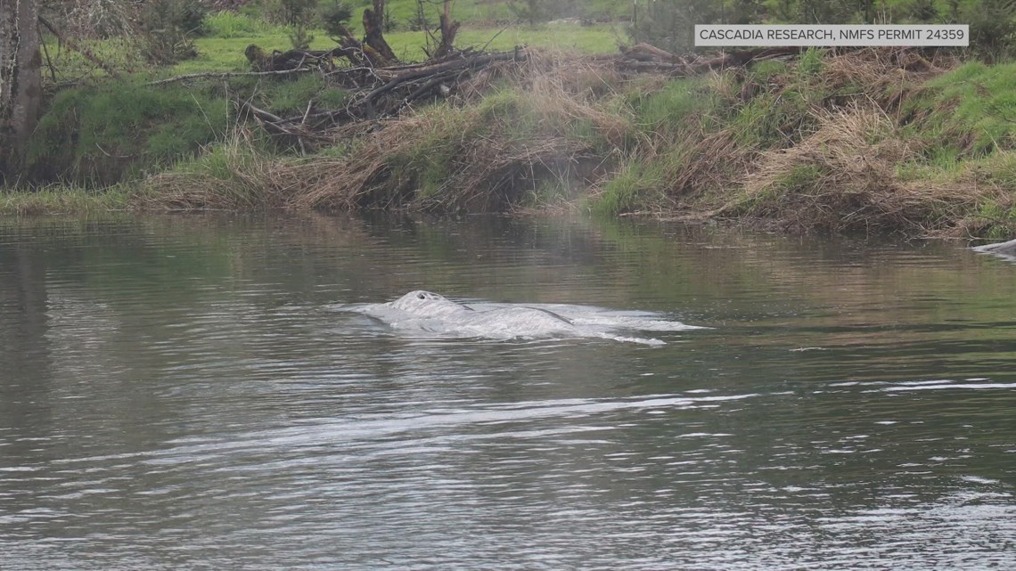 Juvenile gray whale found in Willapa River dies, researchers say