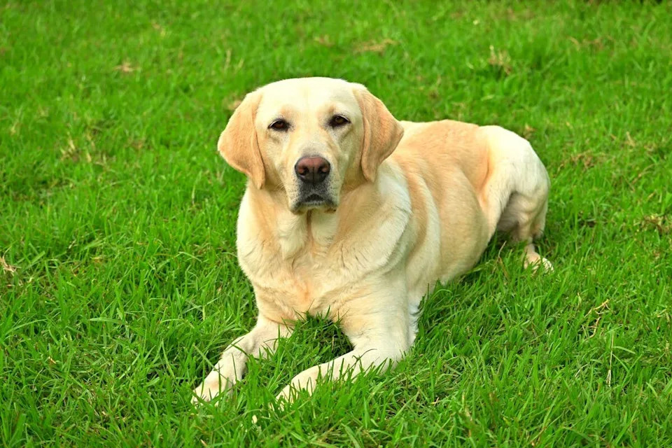 A yellow Labrador laying in the grass.Image via Shutterstock&sol;Daney daney