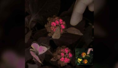 New type of camera to perceive more color