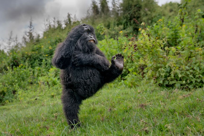 This young gorilla dancing in Rwanda's Virunga Mountains earned the top award in this year's contest for photographer Mark Meth-Cohn.