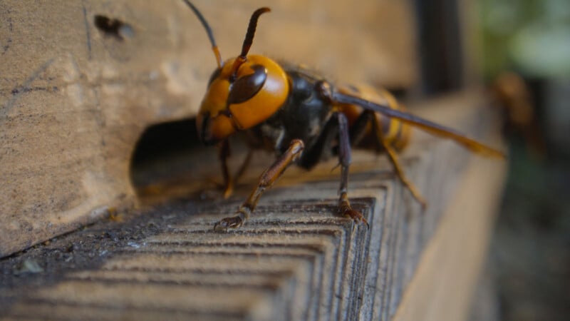 A close-up of a large yellow and black hornet walking on the edge of a wooden surface near a small hole.