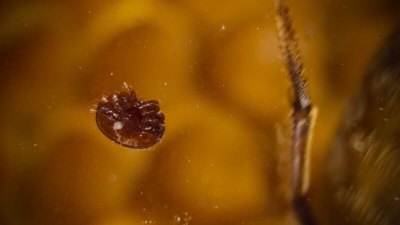 Close-up of a brown tick or mite against a blurred amber background, showing its tiny legs and oval-shaped body, with part of an insect leg or antenna visible to the right.