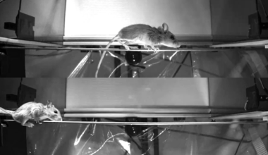 Arboreal deer mice reveal neural roots of dexterity