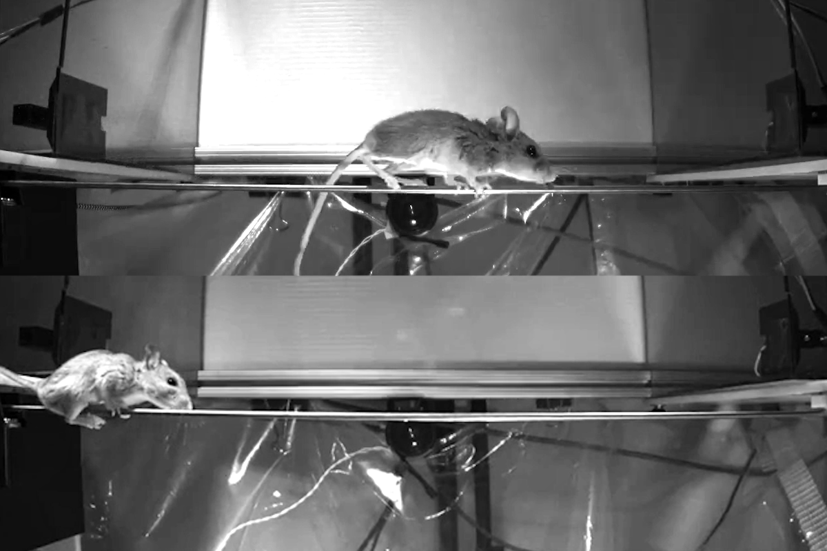 Arboreal deer mice reveal neural roots of dexterity