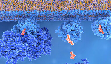Novel inhibitor targets RAS-driven cancers