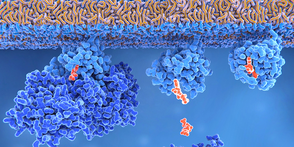 Novel inhibitor targets RAS-driven cancers