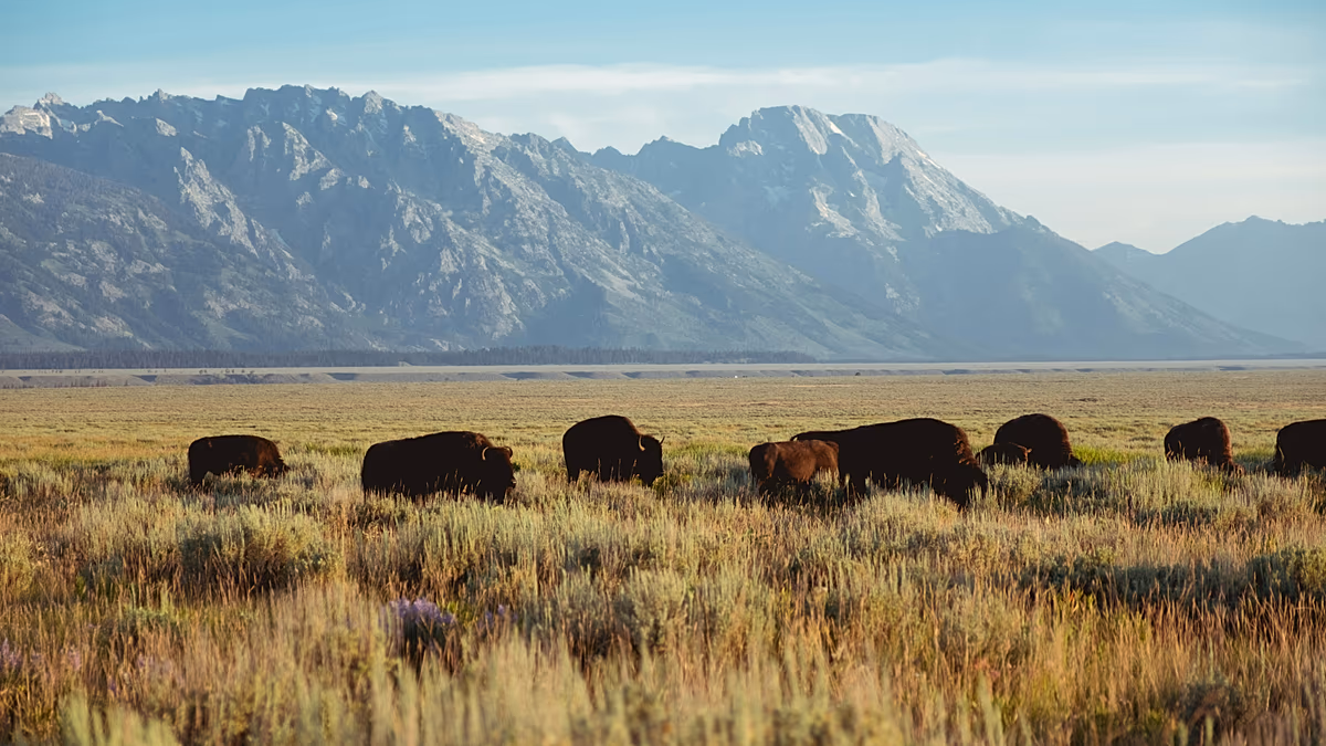 From biodiversity to carbon capture: Saving bison from extinction has brought big benefits to Europe