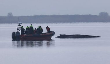 Teams halt efforts for whale stranded off German coast as chances of rescue 'very low'